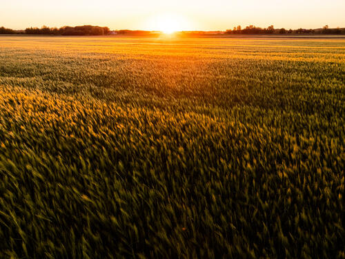 Sunset field closeup